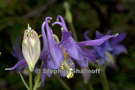 aquilegia glandulosa 4 graphic